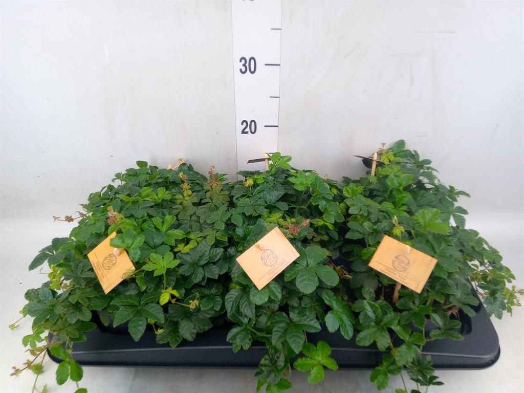 Горшечные цветы и растения оптом Parthenocissus Inserta от 6шт из Голландии с доставкой по России