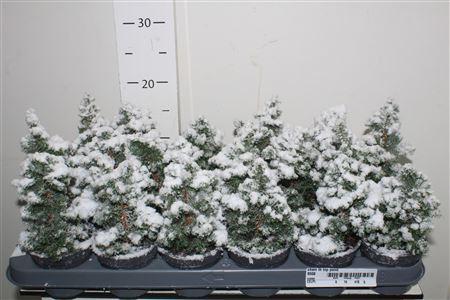 Горшечные цветы и растения оптом Cham Th Top Point Snow от 18шт (для телеги) из Голландии с доставкой по России Горшечные цветы и растения оптом Cham Th Top Point Snow от 18шт (для телеги) из Голландии с доставкой по России