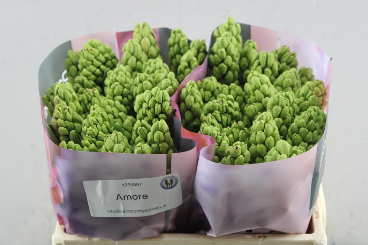 Срезанные цветы оптом Hyacinthus amore от 50шт из Голландии с доставкой по России Срезанные цветы оптом Hyacinthus amore от 50шт из Голландии с доставкой по России