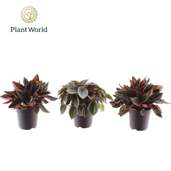 Горшечные цветы и растения оптом Peperomia Mix от 12шт (для телеги) из Голландии с доставкой по России Горшечные цветы и растения оптом Peperomia Mix от 12шт (для телеги) из Голландии с доставкой по России