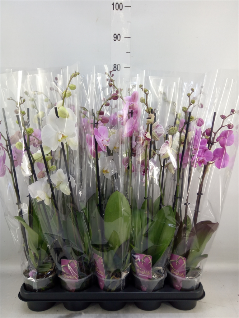 Горшечные цветы и растения оптом Phalaenopsis   ...mix от 10шт из Голландии с доставкой по России