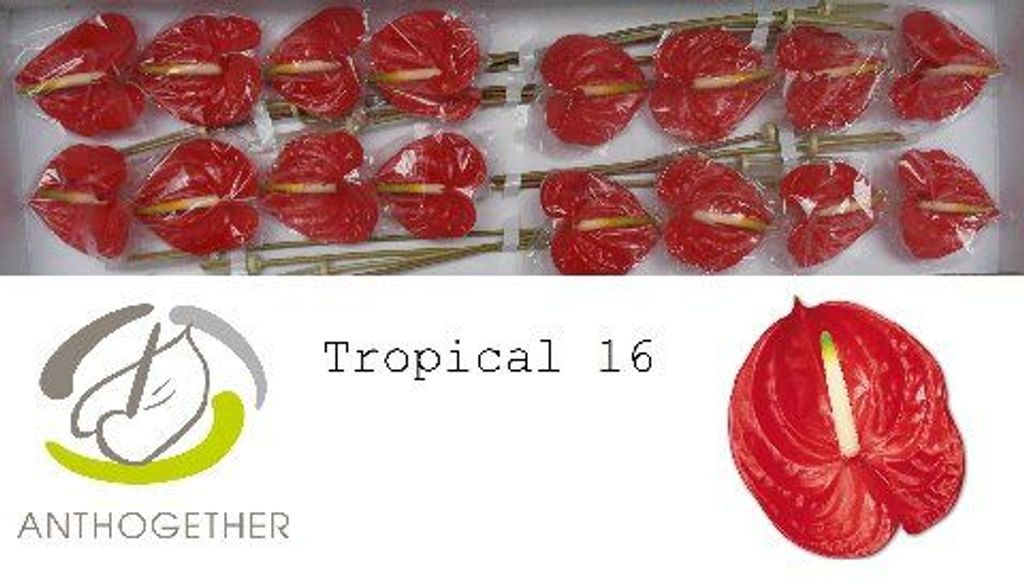Срезанные цветы оптом Anthurium tropical от 16шт. из Голландии с доставкой по России