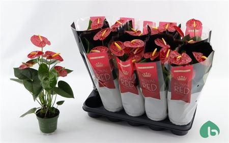 Горшечные цветы и растения оптом Anthu An Royal Champ ** 6-8 Bloemen ** от 10шт из Голландии с доставкой по России