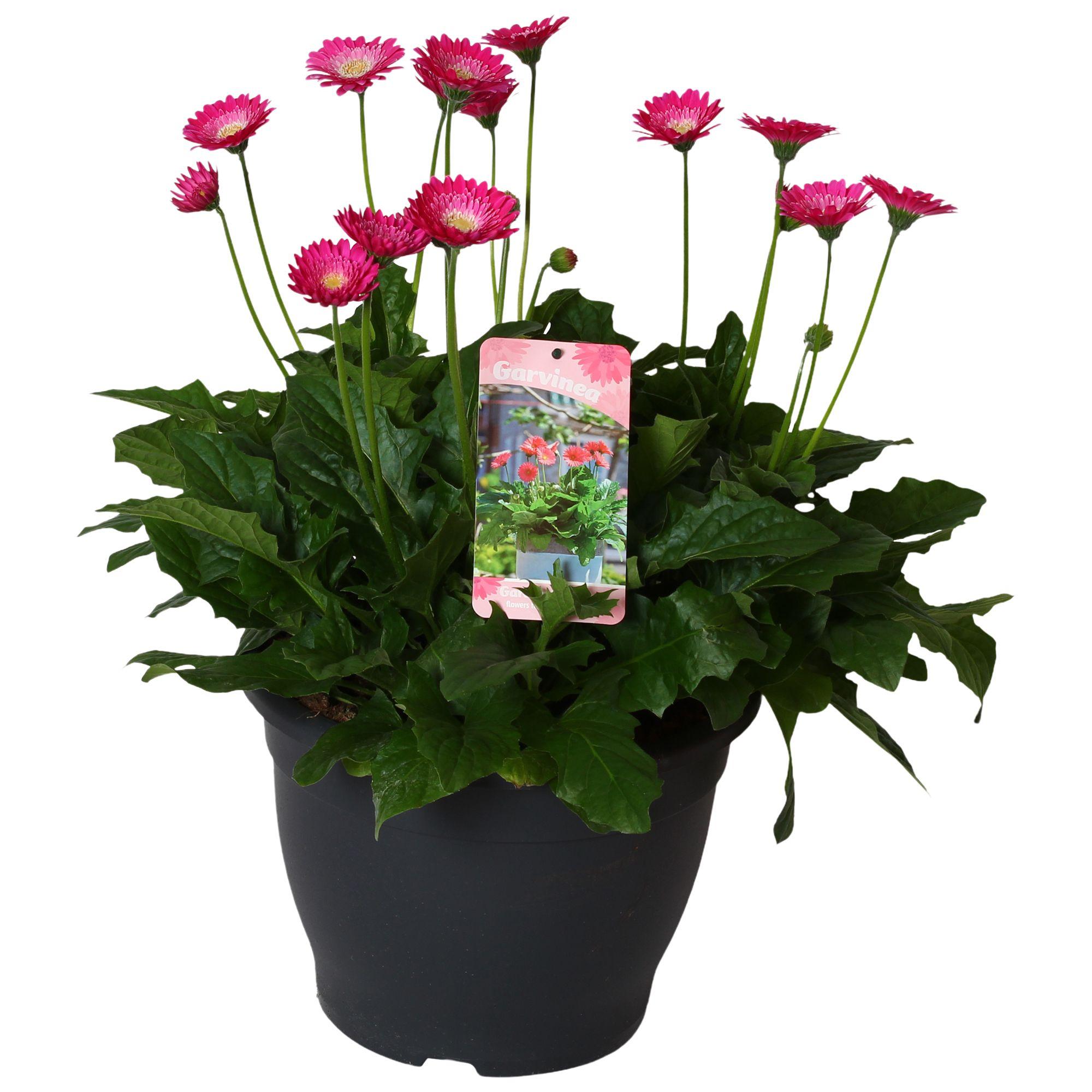 Горшечные цветы и растения оптом Gerbera Garvinea 32cm 7bl Paars от 1шт (для телеги) из Голландии с доставкой по России