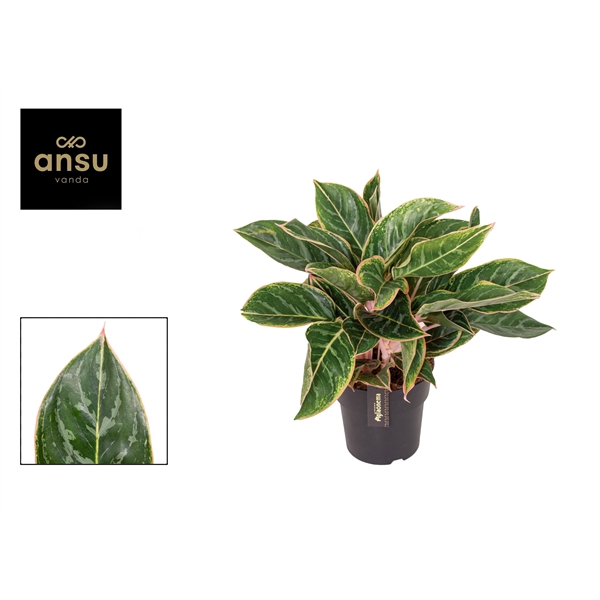 Горшечные цветы и растения оптом Aglaonema Jungle Shadows от 3шт из Голландии с доставкой по России