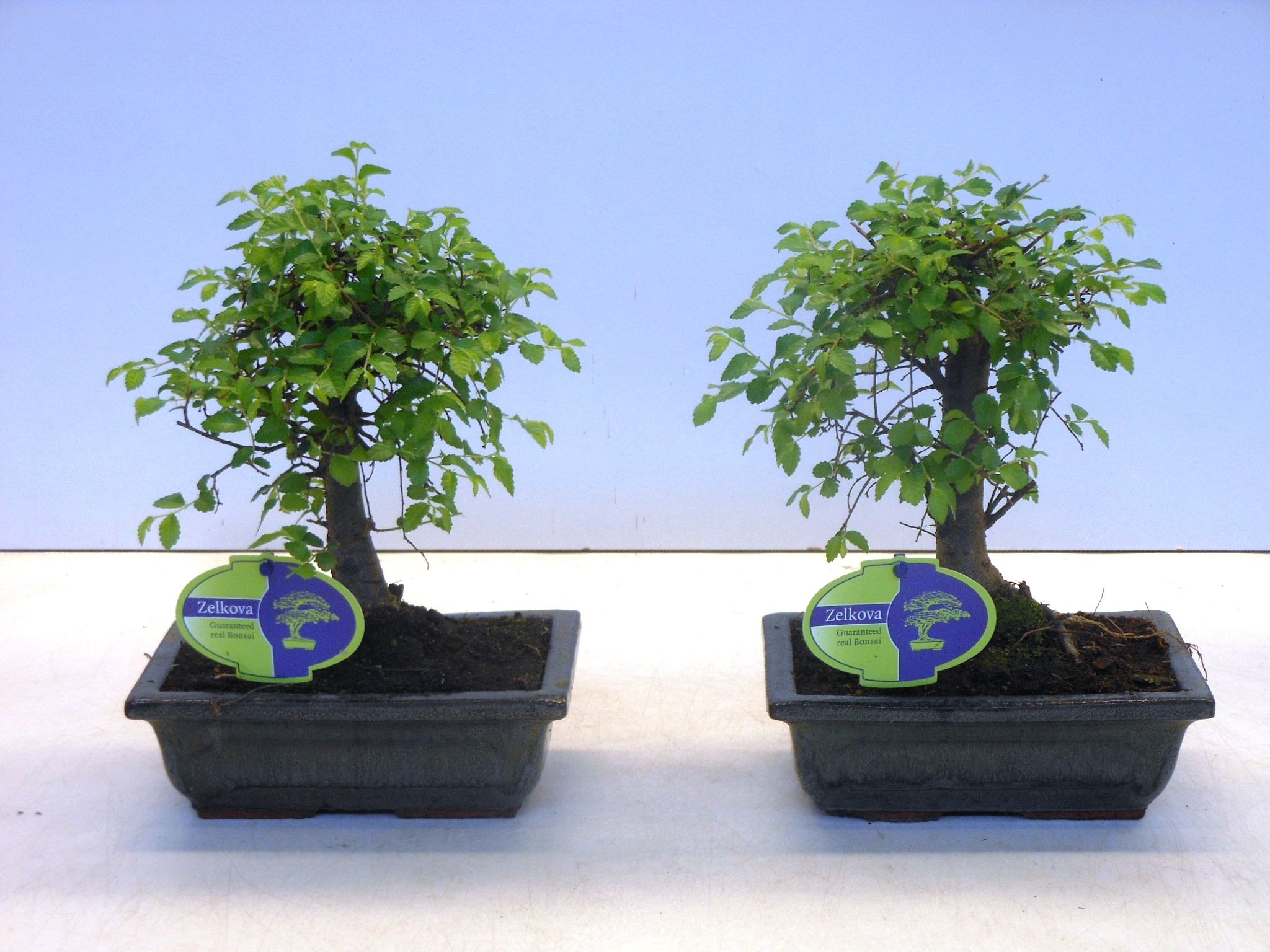 Горшечные цветы и растения оптом Bonsai Zelkova Parvifolia Without Drip от 6шт из Голландии с доставкой по России