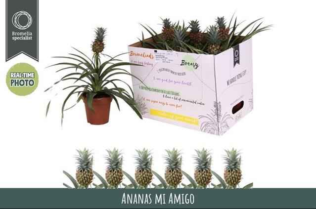 Горшечные цветы и растения оптом Ananas Mi Amigo от 6шт из Голландии с доставкой по России