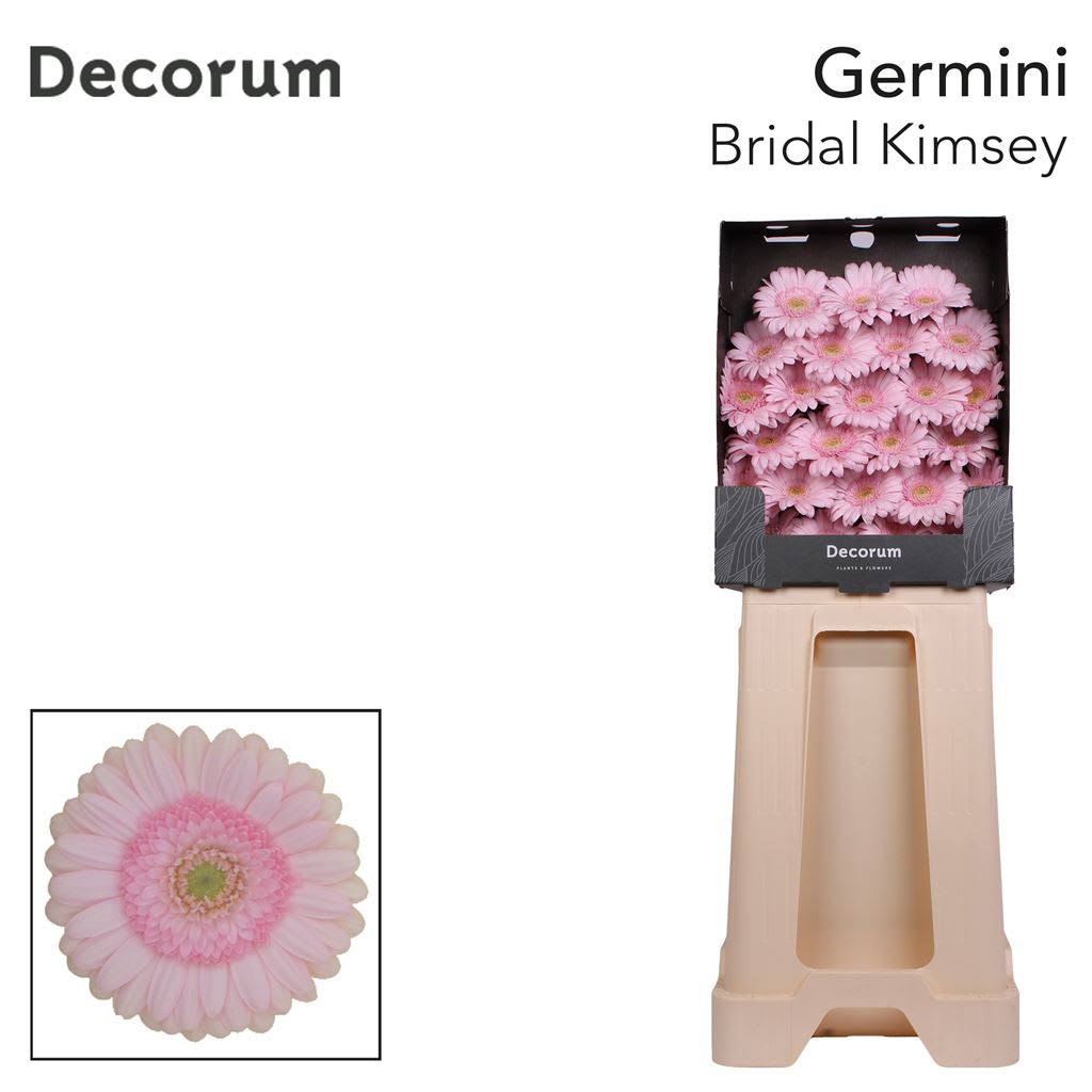 Срезанные цветы оптом Germini bridal kimsey от 75шт из Голландии с доставкой по России