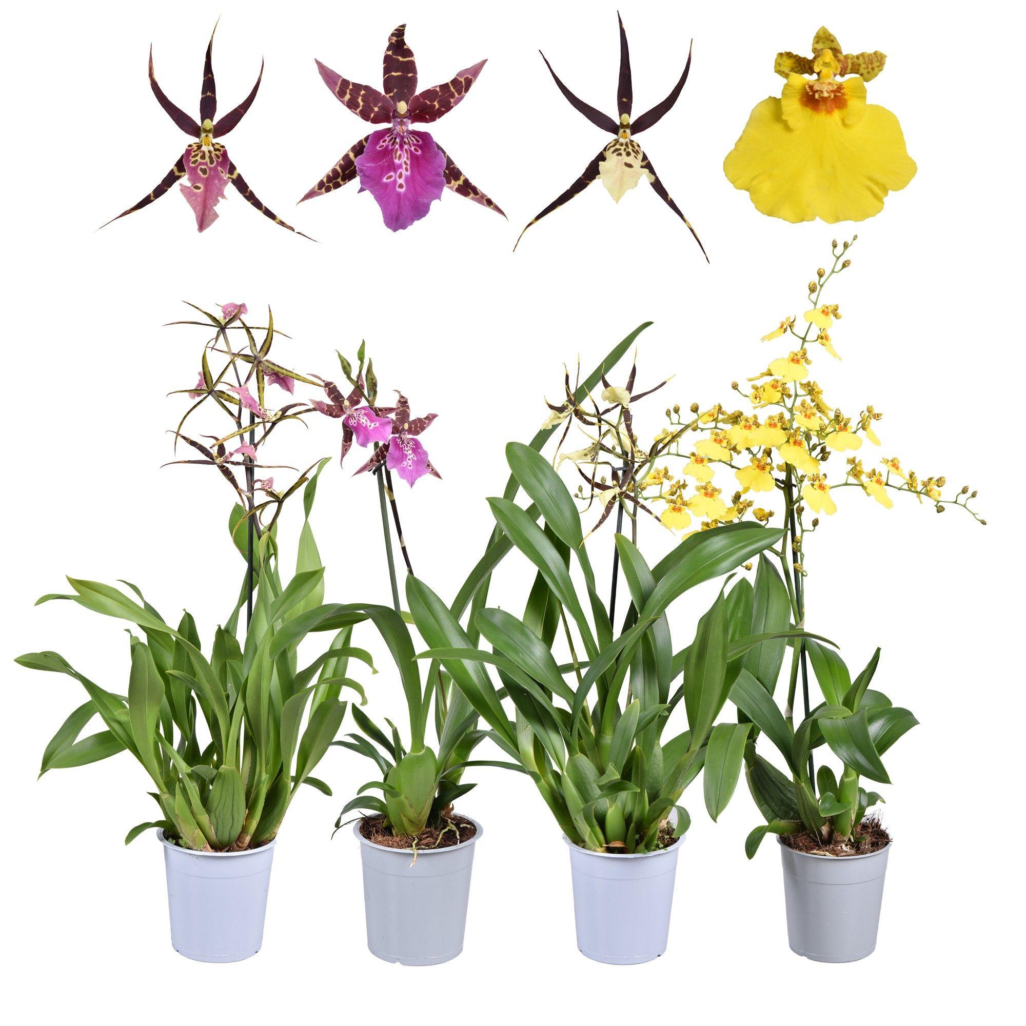 Горшечные цветы и растения оптом Orchid 1st Mix Oncidium Brassia от 6шт из Голландии с доставкой по России