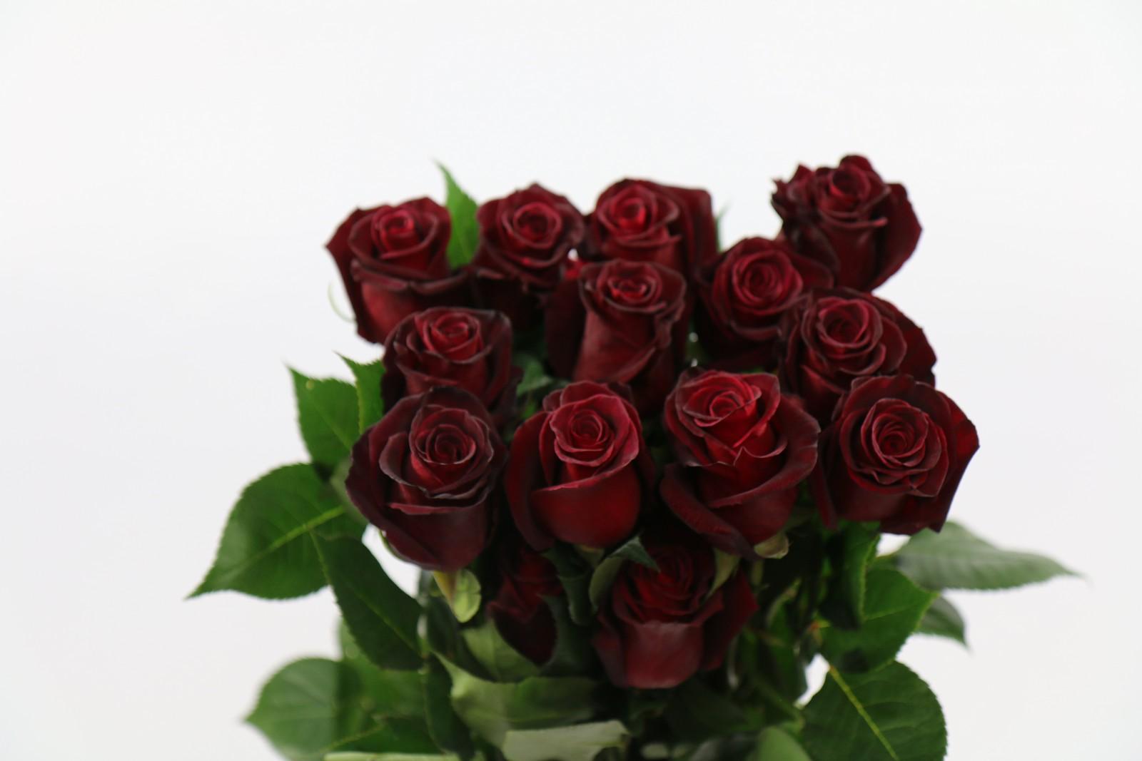 Срезанные цветы оптом Rosa ec black baccara от 125шт из Голландии с доставкой по России