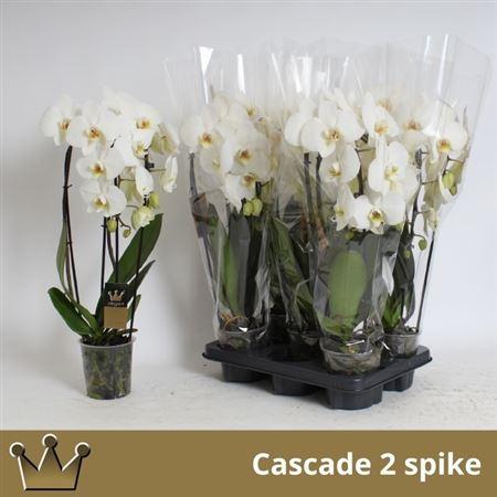 Горшечные цветы и растения оптом Phal El Cascade 2 Branches 16+ от 5шт из Голландии с доставкой по России