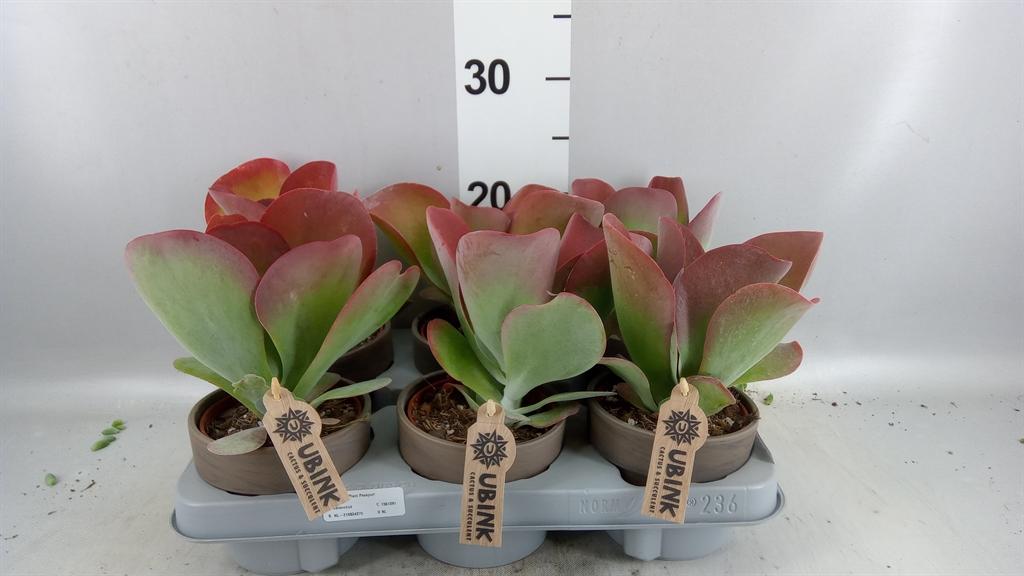 Горшечные цветы и растения оптом Kalanchoe Nf Thyrsiflora red Lips от 6шт из Голландии с доставкой по России
