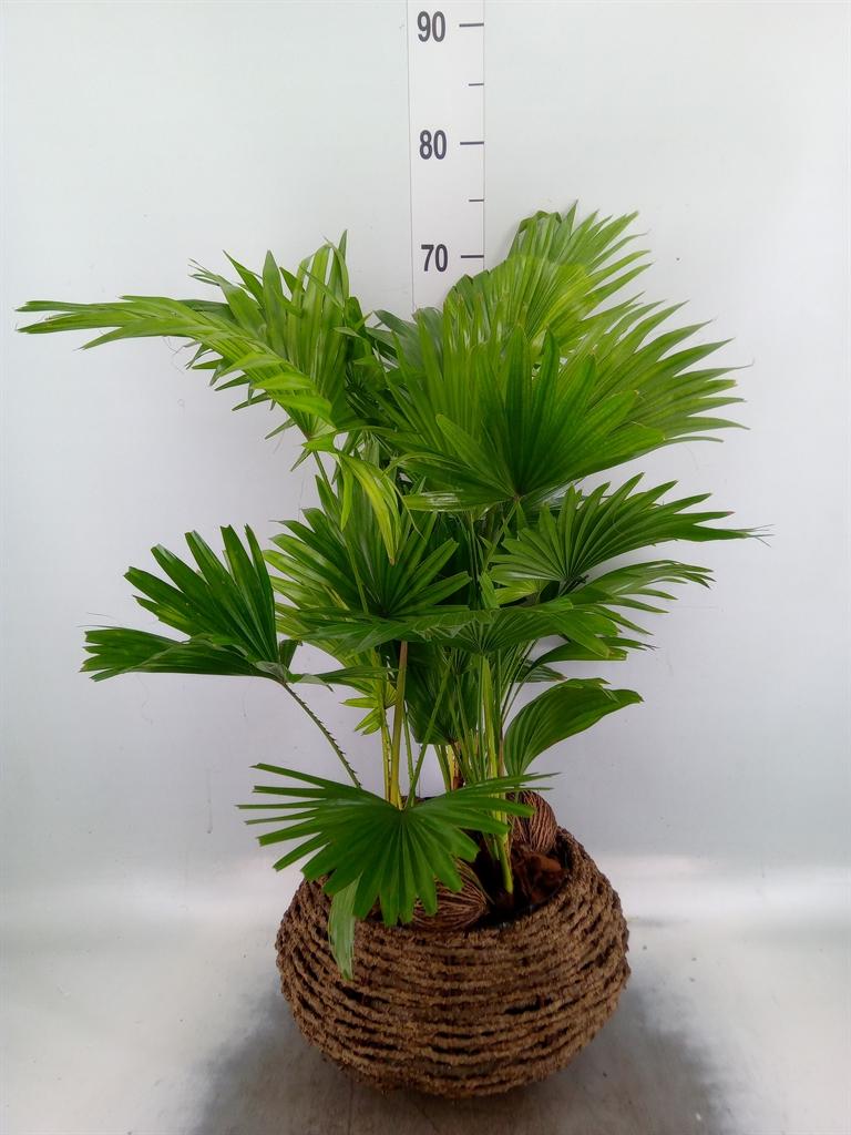 Горшечные цветы и растения оптом Livistona Rotundifolia от 1шт из Голландии с доставкой по России
