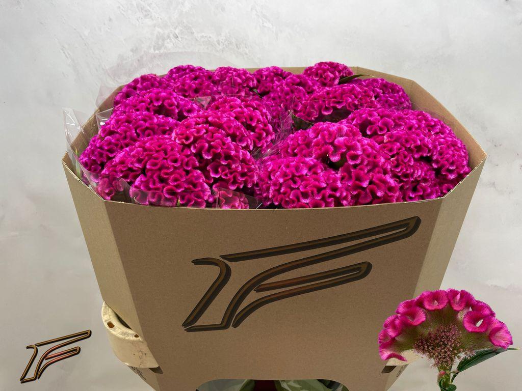 Срезанные цветы оптом Celosia electric pink от 20шт из Голландии с доставкой по России