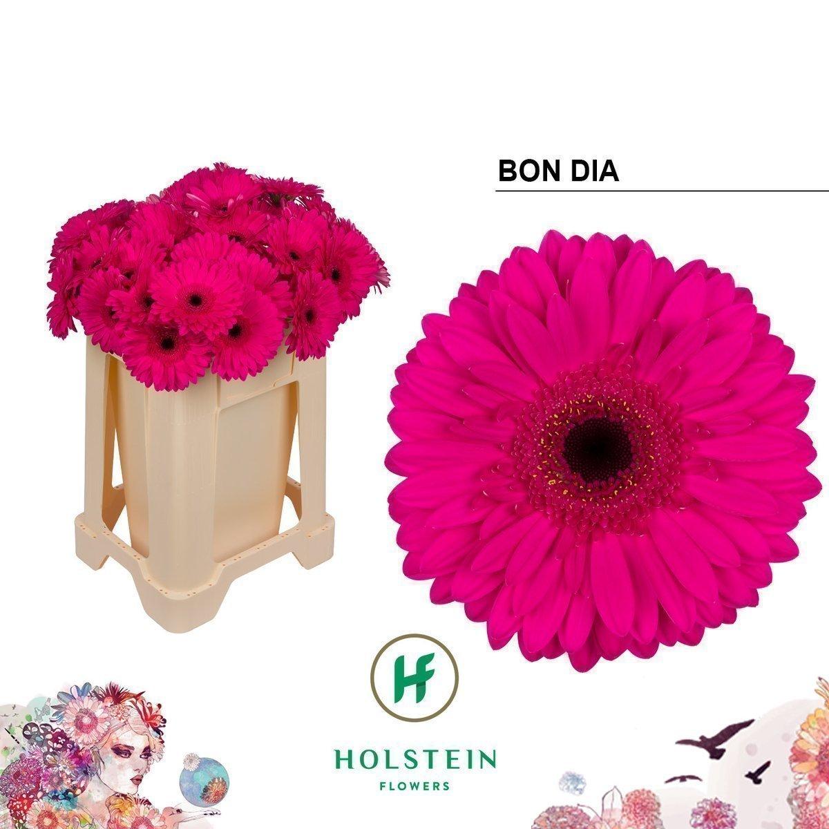 Срезанные цветы оптом Gerbera bon dia от 40шт из Голландии с доставкой по России