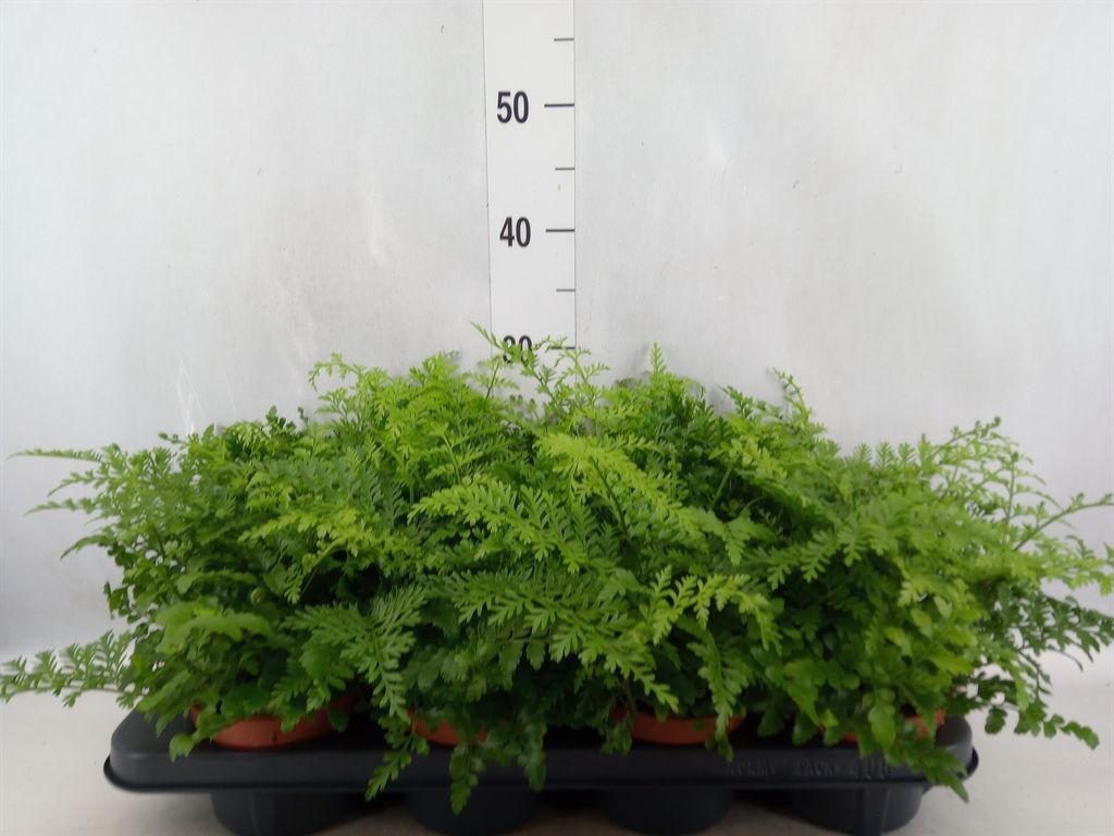 Горшечные цветы и растения оптом Asplenium Parvati от 8шт из Голландии с доставкой по России