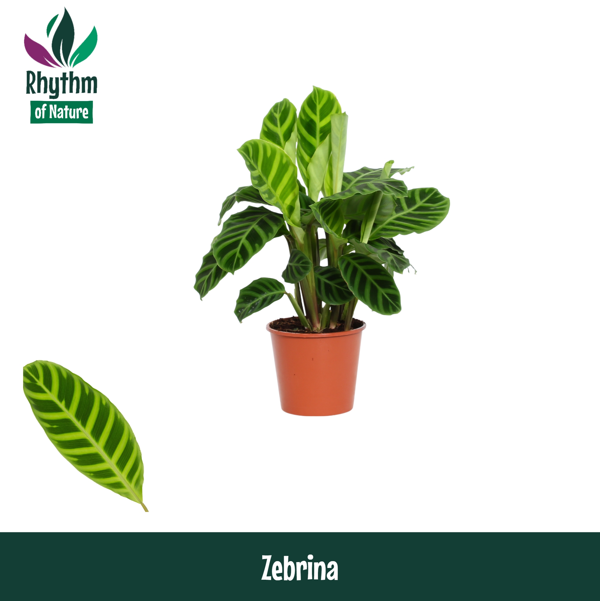 Горшечные цветы и растения оптом Calathea  Zebrina от 8шт из Голландии с доставкой по России