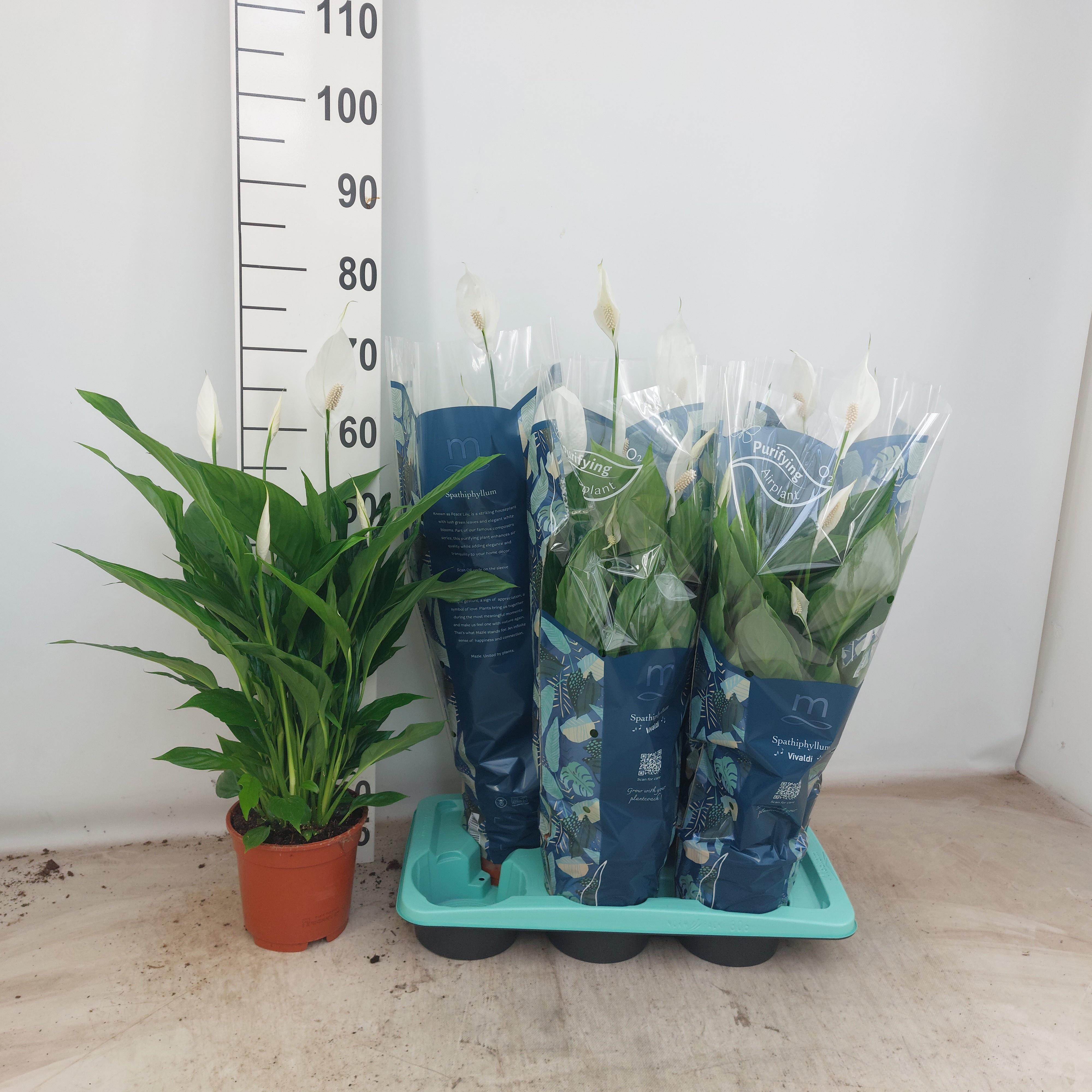 Горшечные цветы и растения оптом Spath Vivaldi от 6шт из Голландии с доставкой по России