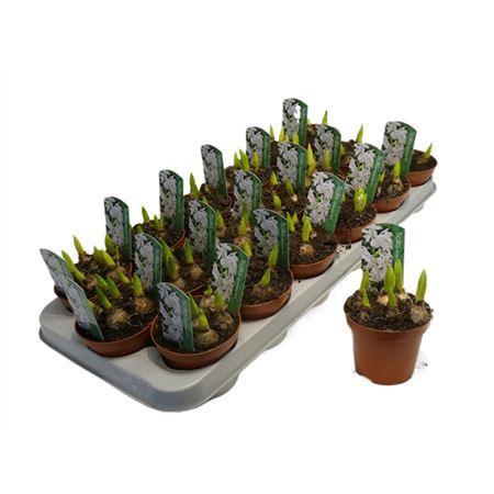 Горшечные цветы и растения оптом Scilla Wit от 18шт (для телеги) из Голландии с доставкой по России