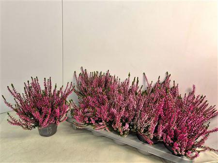 Горшечные цветы и растения оптом Callu Cal Nova Rosa от 10шт из Голландии с доставкой по России