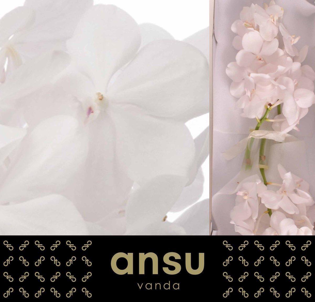 Срезанные цветы оптом Vanda tayanee diamond white от 25шт из Голландии с доставкой по России Срезанные цветы оптом Vanda tayanee diamond white от 25шт из Голландии с доставкой по России