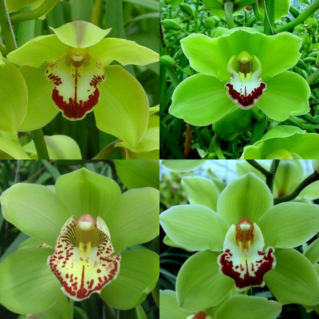 Срезанные цветы оптом Cymbidium green от 9шт из Голландии с доставкой по России