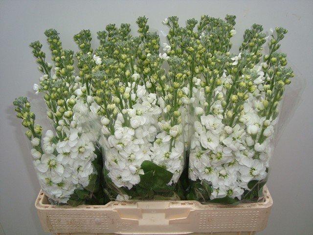 Срезанные цветы оптом Matthiola white от 60шт из Голландии с доставкой по России