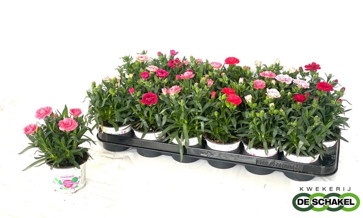 Горшечные цветы и растения оптом Dian Gemengd от 18шт (для телеги) из Голландии с доставкой по России