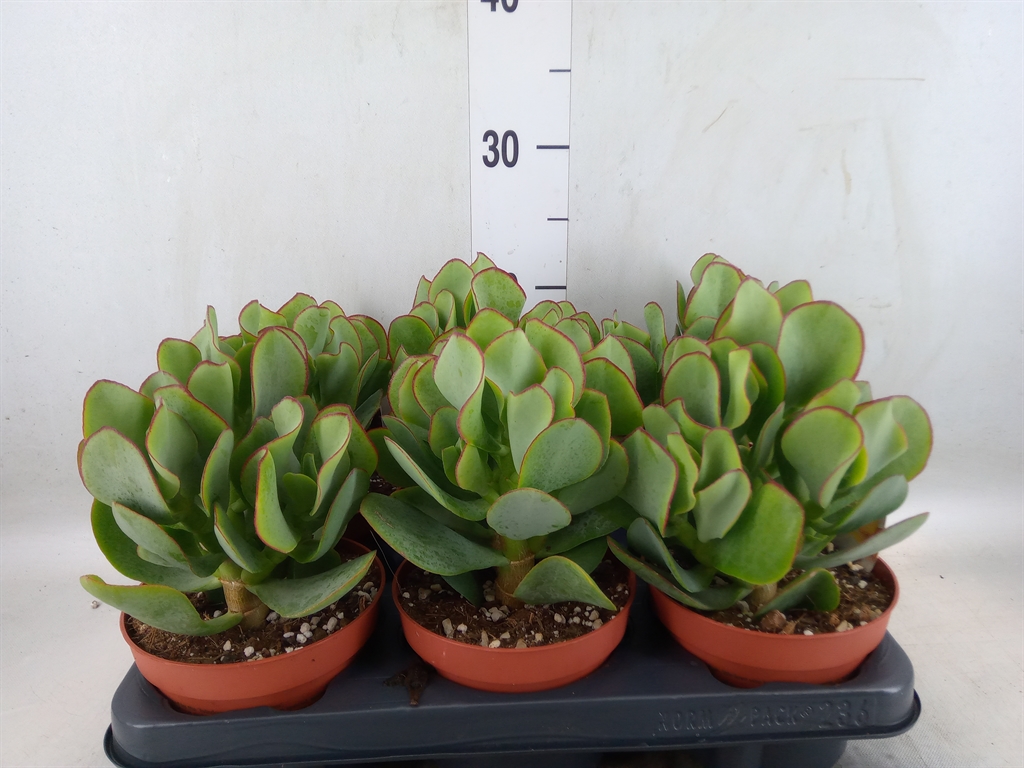 Горшечные цветы и растения оптом Crassula Arborescens от 6шт из Голландии с доставкой по России