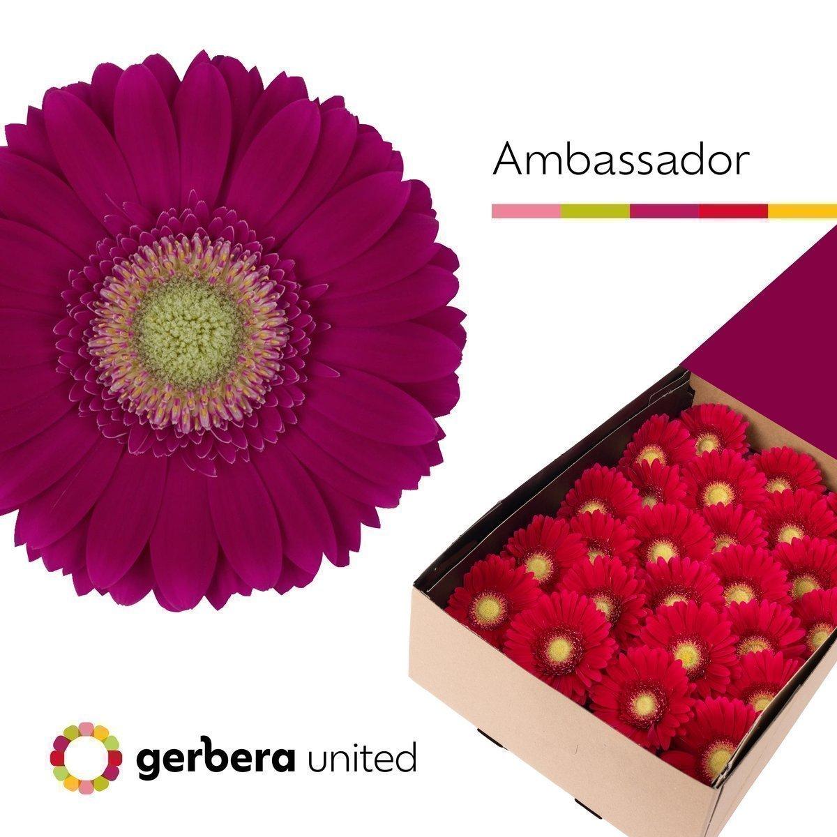 Срезанные цветы оптом Gerbera ambassador от 25шт из Голландии с доставкой по России