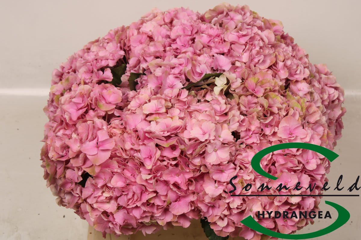 Срезанные цветы оптом Hydrangea royal parade от 10шт. из Голландии с доставкой по России