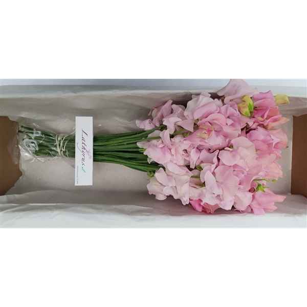 Срезанные цветы оптом Lathyrus od pink light от 50шт из Голландии с доставкой по России