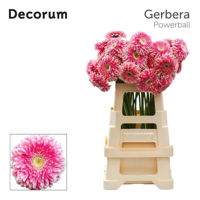Срезанные цветы оптом Gerbera gerponi power ball от 40шт из Голландии с доставкой по России