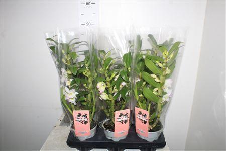 Горшечные цветы и растения оптом Dendr N S Dr Pandora 2 Branches от 6шт из Голландии с доставкой по России