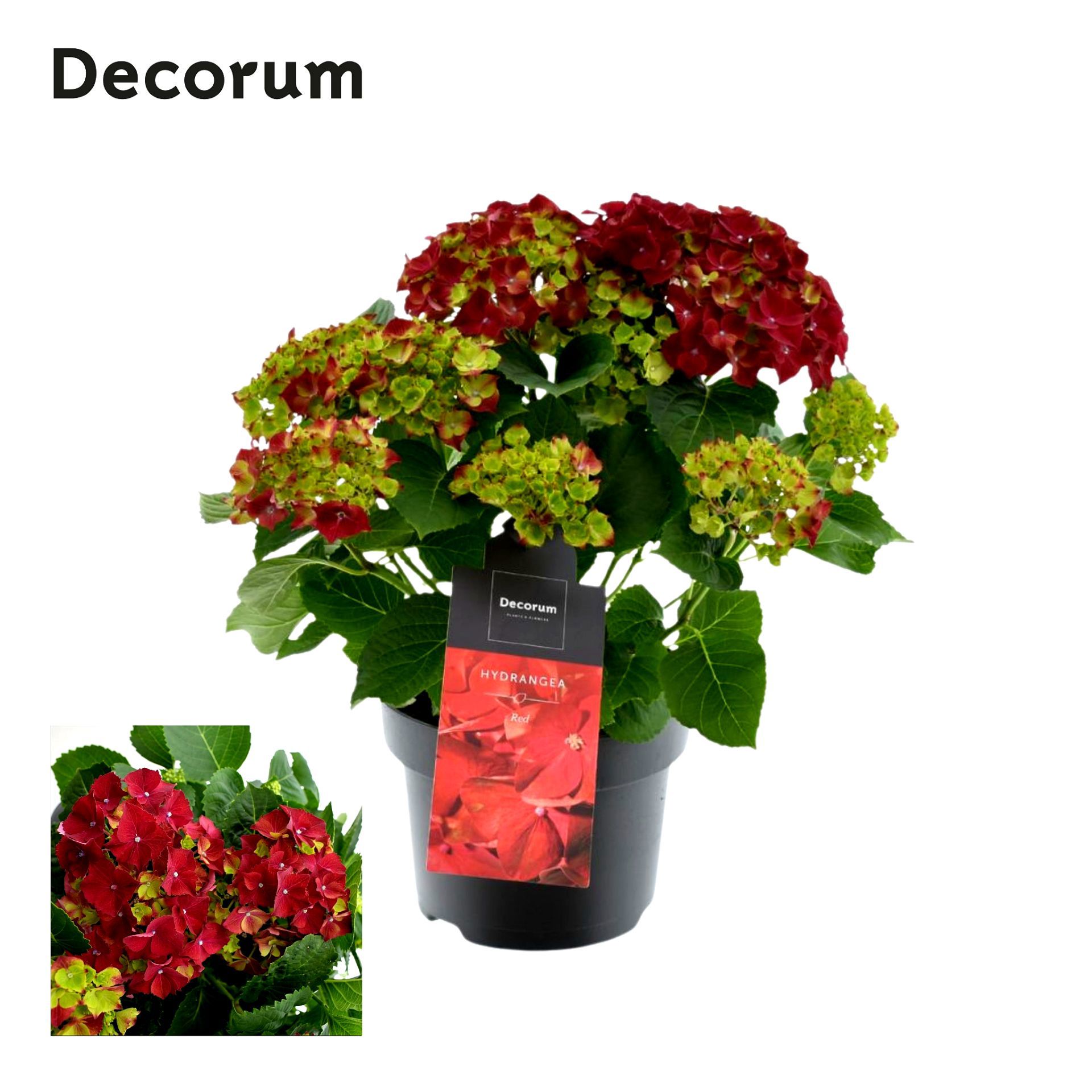 Горшечные цветы и растения оптом Hydrangea Ma Red 7+ (decorum) от 1шт из Голландии с доставкой по России