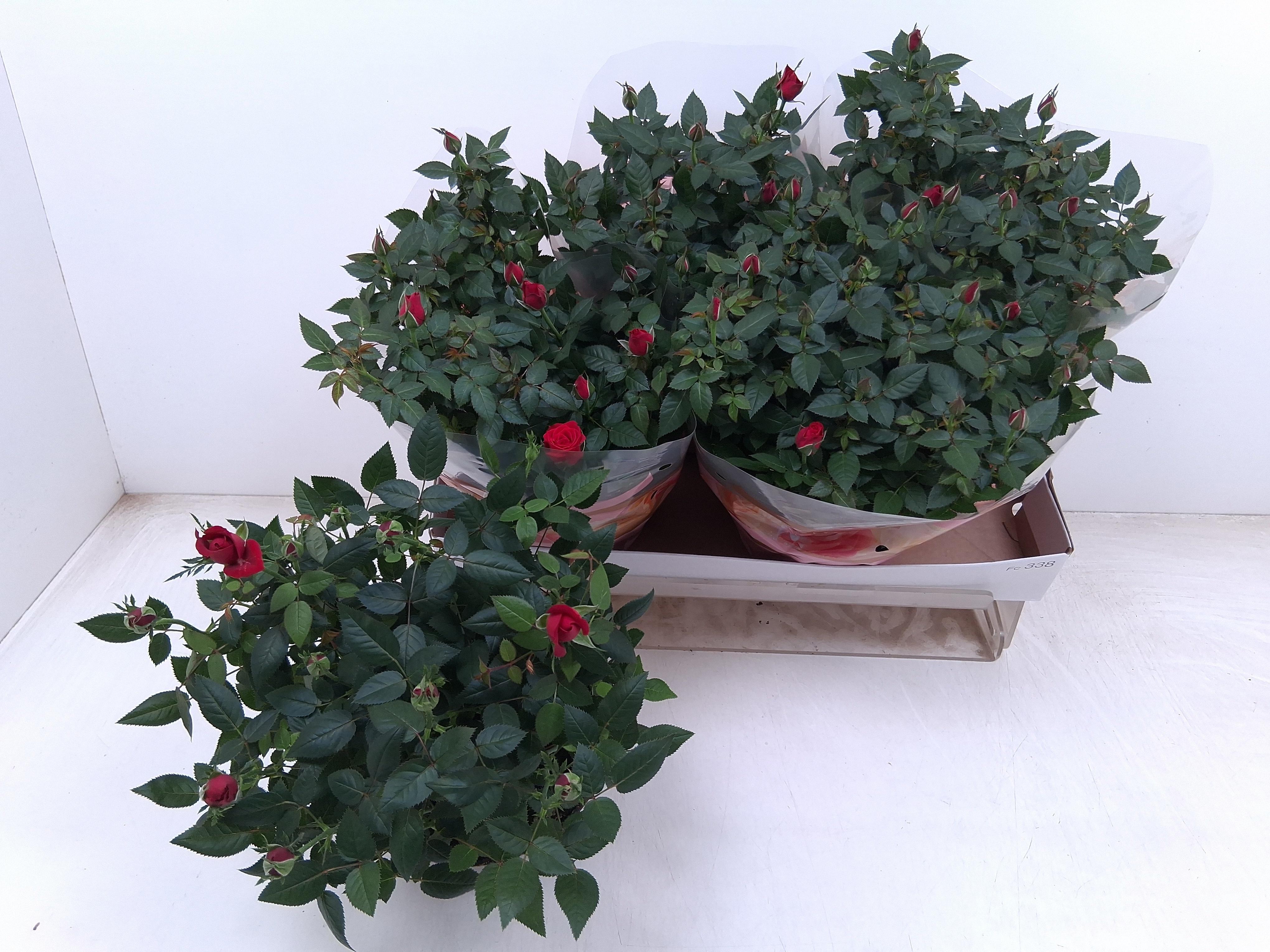 Горшечные цветы и растения оптом Ro Fav Ro Red от 4шт из Голландии с доставкой по России