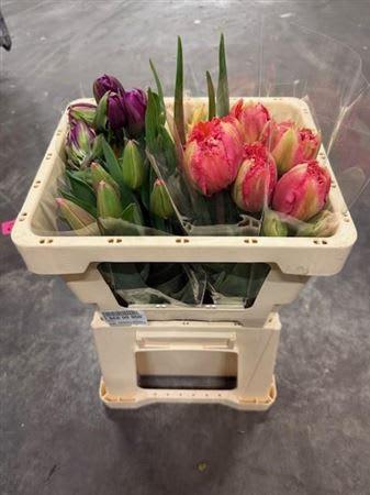 Срезанные цветы оптом Tulipa si mix assorted от 25шт из Голландии с доставкой по России
