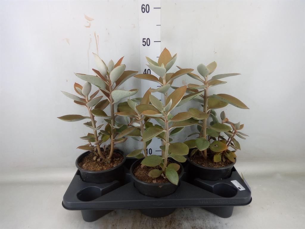 Горшечные цветы и растения оптом Kalanchoe Nf Orygalis от 3шт из Голландии с доставкой по России