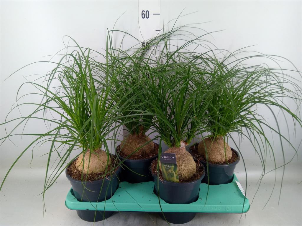 Горшечные цветы и растения оптом Beaucarnea Recurvata от 4шт из Голландии с доставкой по России
