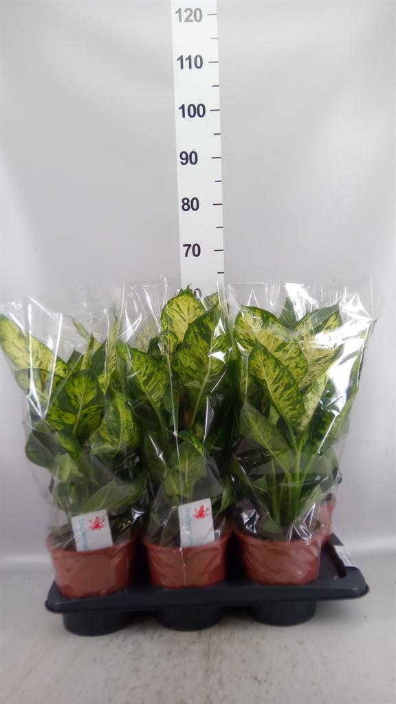 Горшечные цветы и растения оптом Dieffenbachia Sublime от 6шт из Голландии с доставкой по России