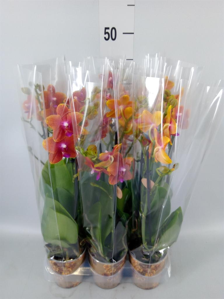 Горшечные цветы и растения оптом Phalaenopsis Multi.   ...orange от 6шт (для телеги) из Голландии с доставкой по России