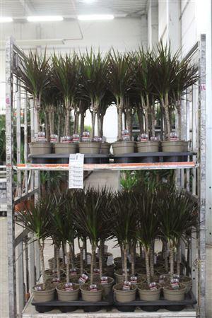 Горшечные цветы и растения оптом Dra Marg Magenta 30cm 3+ Solo от 6шт из Голландии с доставкой по России