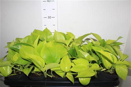 Горшечные цветы и растения оптом Epipremnum Golden Pothos от 10шт из Голландии с доставкой по России Горшечные цветы и растения оптом Epipremnum Golden Pothos от 10шт из Голландии с доставкой по России