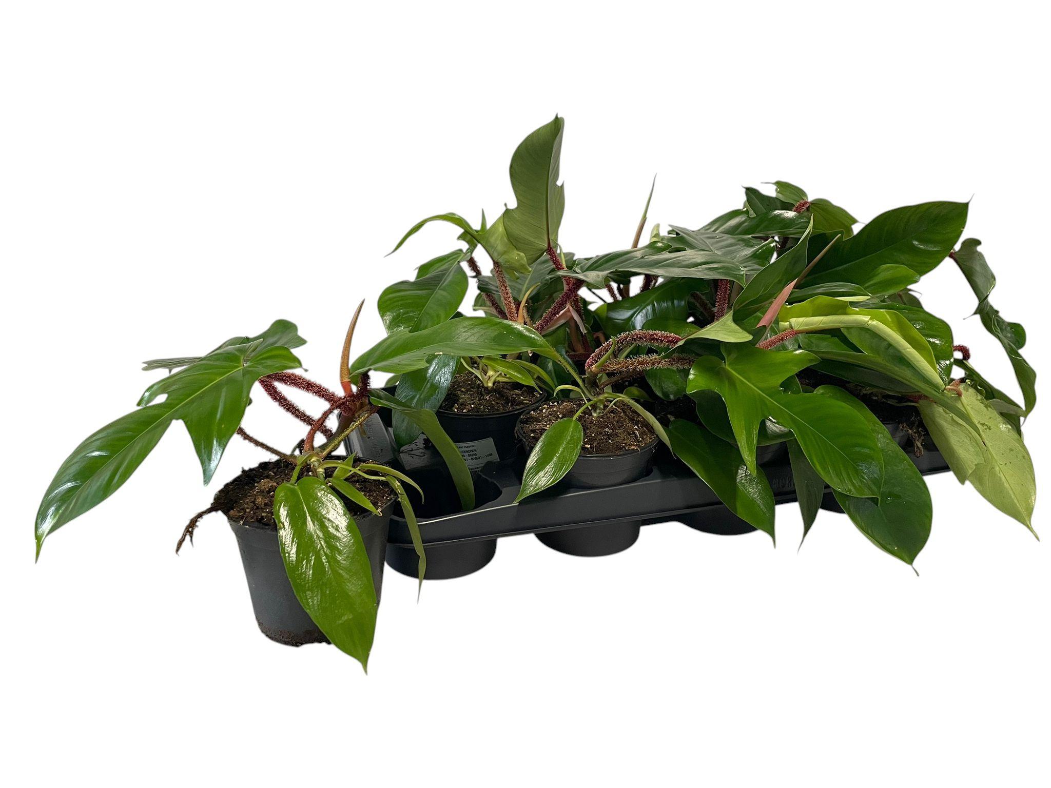 Горшечные цветы и растения оптом Phil Squamiferum от 12шт из Голландии с доставкой по России