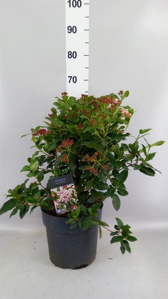 Горшечные цветы и растения оптом Viburnum Tinus gwenllian от 1шт из Голландии с доставкой по России