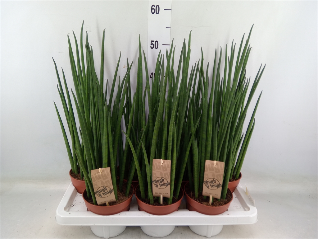 Горшечные цветы и растения оптом Sansevieria Bacularis от 7шт из Голландии с доставкой по России