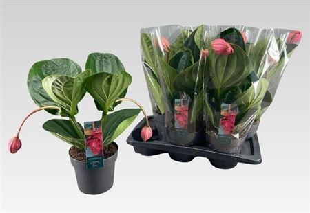 Горшечные цветы и растения оптом Medin Mag Flamenco 2 Flower от 6шт из Голландии с доставкой по России