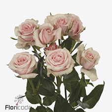 Срезанные цветы оптом Rosa spray sweet porcelina от 20шт из Голландии с доставкой по России
