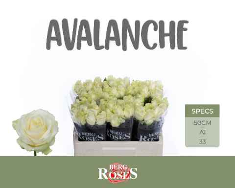 Срезанные цветы оптом Rosa la avalanche+ от 60шт из Голландии с доставкой по России