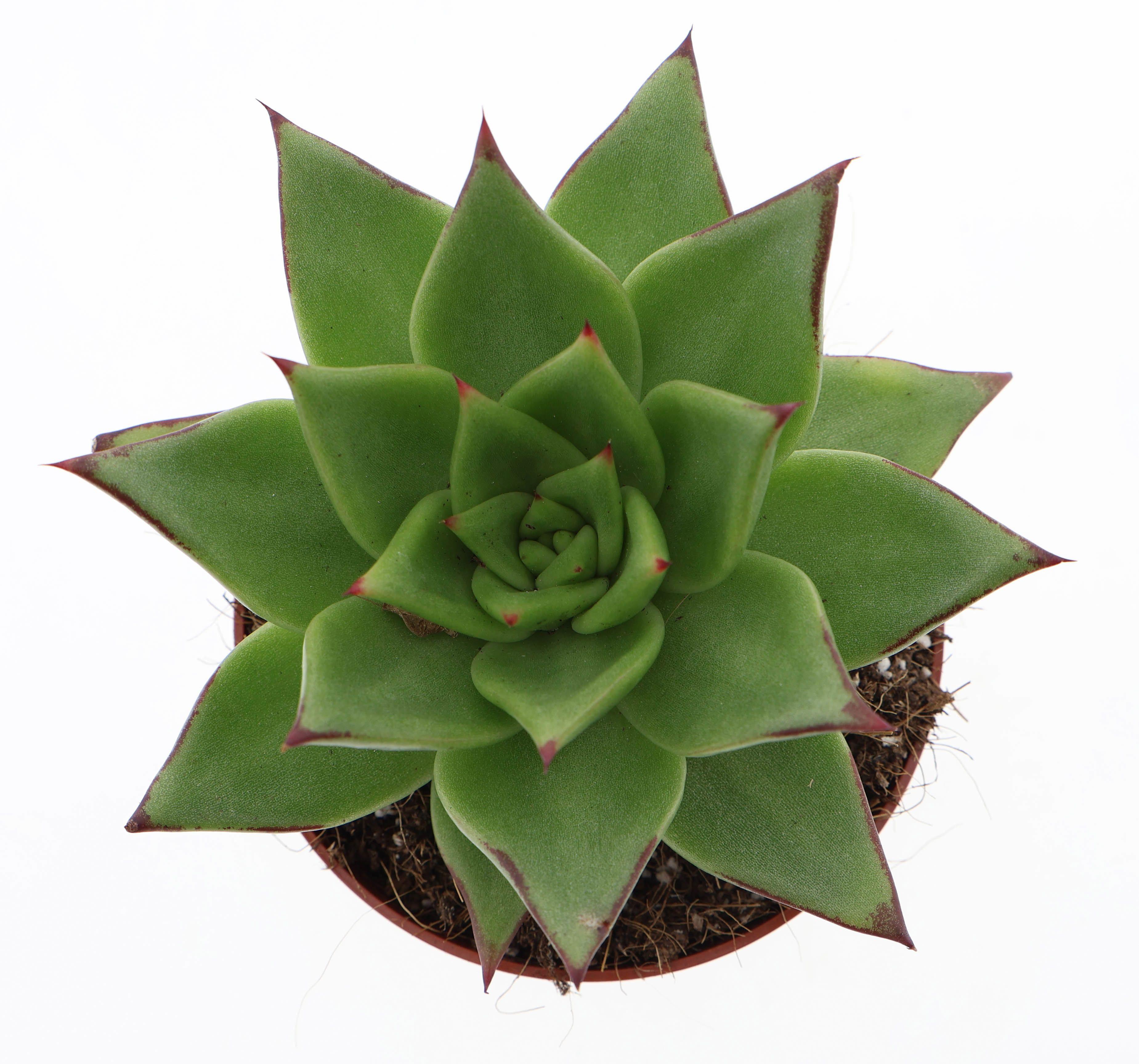 Горшечные цветы и растения оптом Echeveria Agavoides Ebony от 8шт из Голландии с доставкой по России